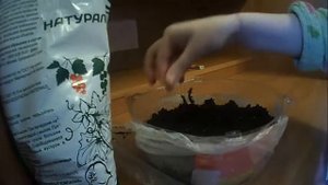 САЖАЮ РЕДИСКУ 18 ДНЕЙ НА ПОДОКОННИКЕ\ПРОВОЖУ ОПЫТ ВЫРАЩИВАНИЯ РЕДИСА В КВАРТИРЕ