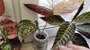 Аглаонемы и Калатея триколор