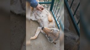 БЕРЕМЕННАЯ ВОЛЧИЦА ИЛИ ЗВУКИ ЛЮБВИ / Смоленские волки