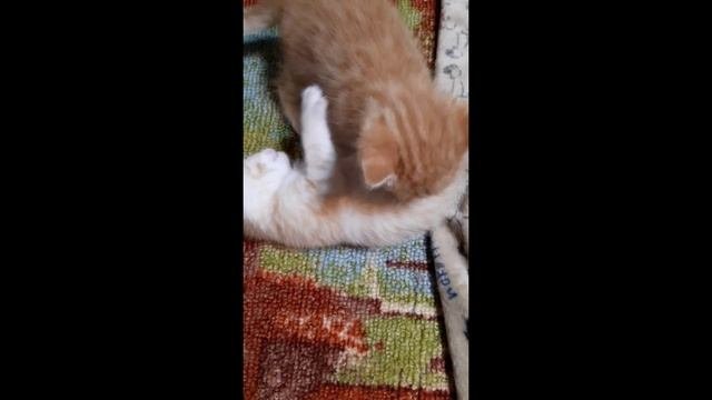 Котята/Любимцы