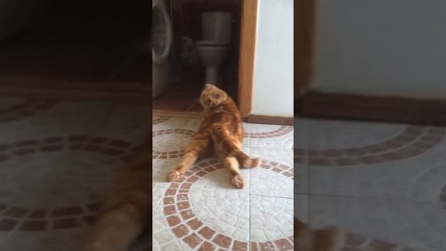 Рыжий шотландец на животе. Смешное видео! смотреть онлайн