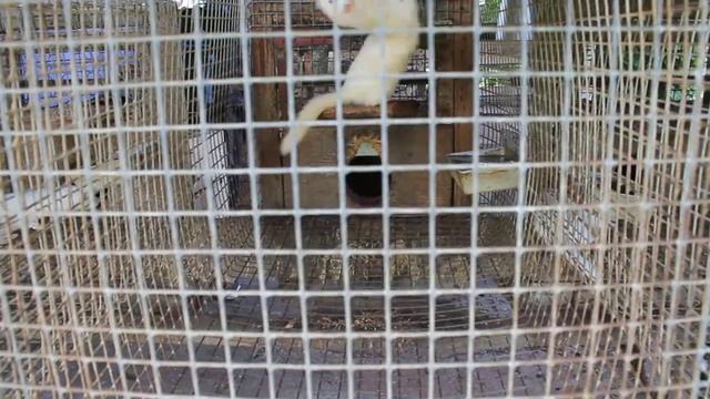 Норка в процессе одомашнивания
