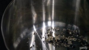 Маринованная цветная капуста (быстро)