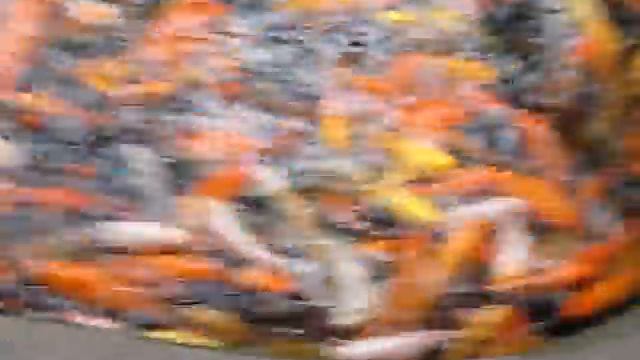 Китайский карп Кои - Koi Carp