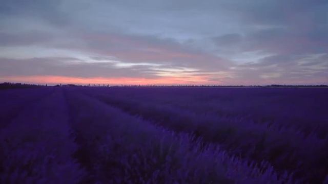 Lavender Field Art Creativity Nature best drone view Лаванда Поле Художество Творчество Природа смотреть онлайн