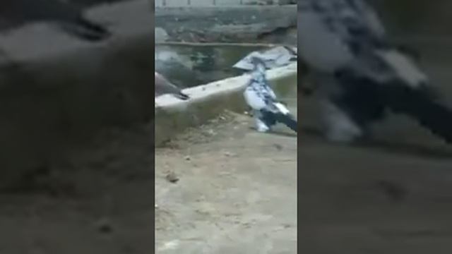 Андижон кабутарлари клуби Клуб Андижанские голуби Andijan pigeons الحمام انديجان