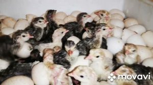Вывелись индюшата и я их сразу продал