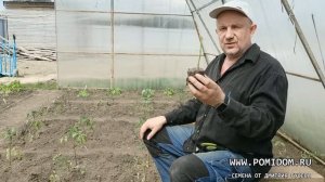 ТоматПомидор. Есть шанс замёрзшую рассаду восстановить! Заморозками побило помидоры что делать?