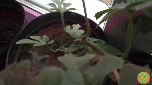 ВОТ ТАК ЯГОДКА!!! Арбуз на окне. Формируем и подкармливаем смотреть онлайн