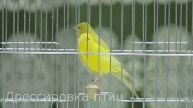 Пение канарейки 4 Певчий кенар Как поет канарейка обучение тренировок canaries canary singing sound