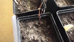 06.01.2023 осенние саженцы винограда убираю в подвал..