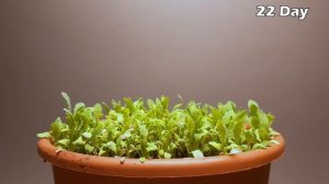 64 days of Poppy Growing Time-lapse #greentimelapse #gtl #timelapse