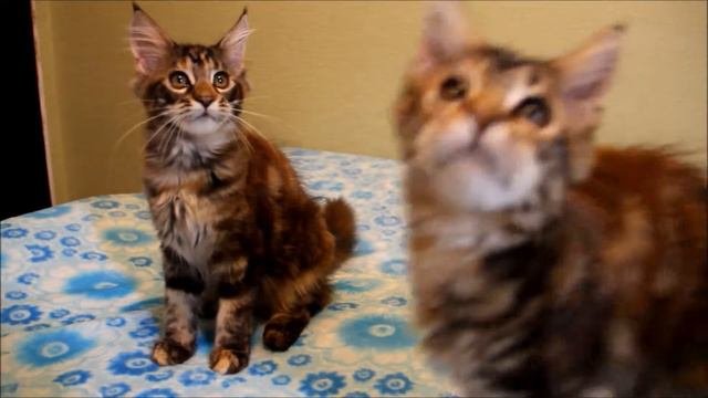 мейн кун 3,5 месяца