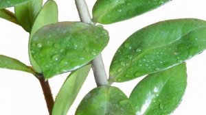 Как поливать замиокулькас правильно чтоб не погубить