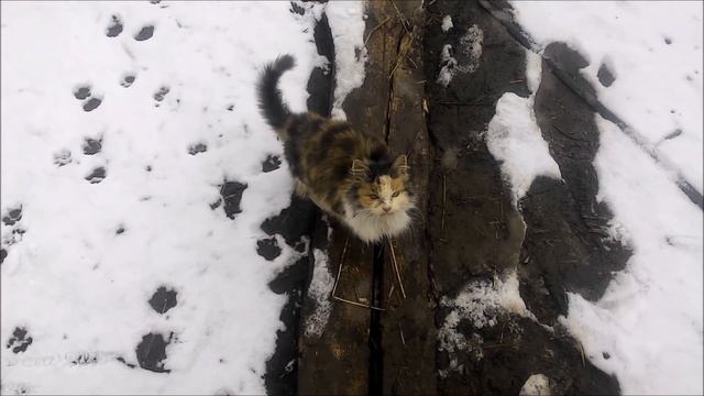 Редис 6 Февраля, обработка Луной Сенсейшен и Превикуром Энерджи смотреть онлайн