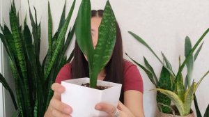 Полная коллекция сансевьерий