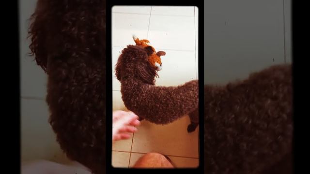 упрямый Тошка :) смотреть онлайн