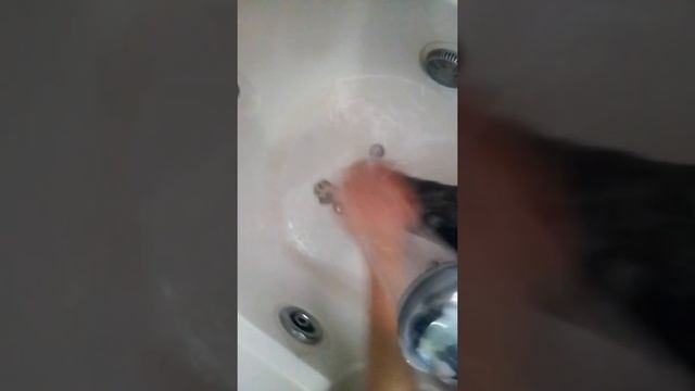 Vlog прогулка и купание кота,сочувствием Котику) смотреть онлайн