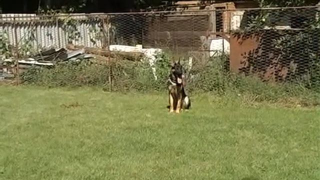 "Качественная дрессировка собак. Полтава." смотреть онлайн