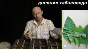 10 ДНЕЙ ОТ ПОСЕВА СЕМЯН . ТАБАК ..webm