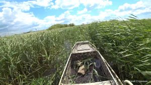Ищем рыбу и косим камыш на лодке болотоходе.