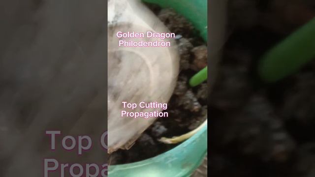 GOLDEN DRAGON PROPAGATION #foryourinfo #plants #stressrelief #highlights #everyone