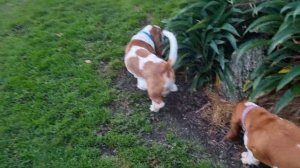 Basset hound winter walk