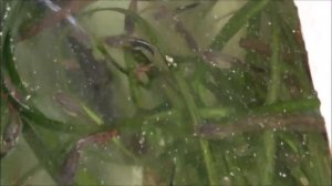 Вопрос: "Чем вы кормите аквариумных рыбок гуппи?" Аквариум, рыбки рыбы гуппи, корм дафния