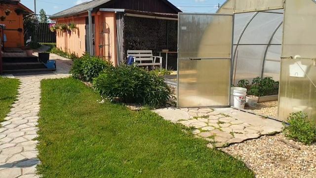 Подкормка перцев дрожжами