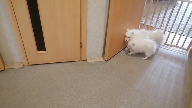 Щенки японского шпица Питомник ЮНИВЕРС ФАНТАЗМ