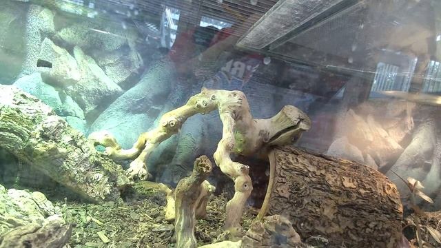 Carnen the Ackie Monitor 10/24/23 смотреть онлайн