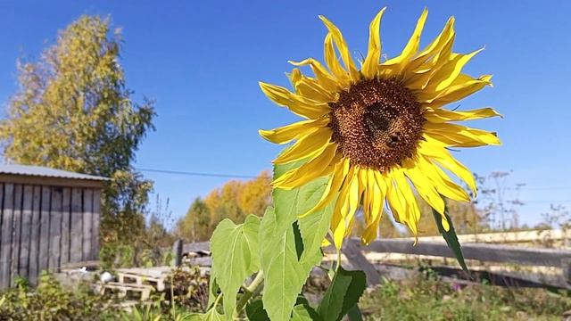 Золотая осень, бабье лето. #помощь #жизнь #доступнаясреда #любовь смотреть онлайн