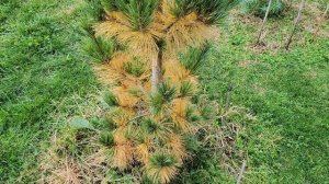 Vanderwolf Pyramid Pine needles turning yellow - Seems normal