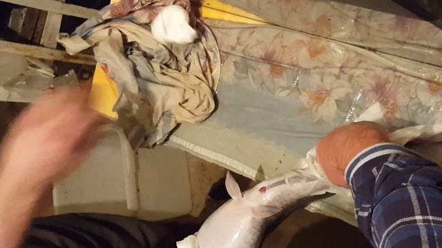 Подготовка самки африканского сома к сдаиванию икры смотреть онлайн