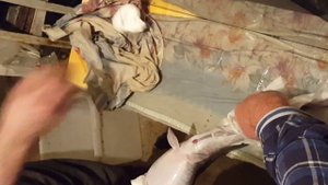 Подготовка самки африканского сома к сдаиванию икры