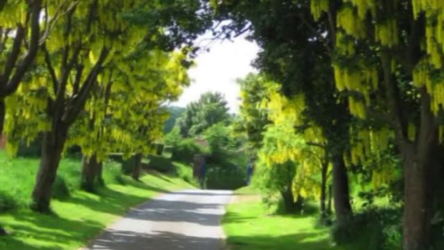 Цветущие туннели смотреть онлайн