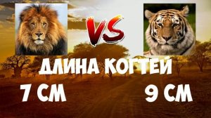 VERSUS | ЛЕВ ПРОТИВ ТИГРА | КТО СИЛЬНЕЕ ЛЕВ ИЛИ ТИГР???