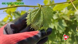 Листы винограда в виде веника. В чём причина? Leaves of grapes in the form of a broom. Сause?