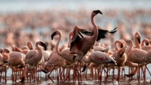 Что если, искупаться в озере Натрон | Озеро, которое любого превращает в камень