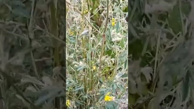 Семейство Мотыльковые, или Бобовые смотреть онлайн