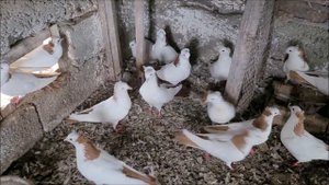 Сельские голуби. 26 03 2022 г .Голуби на продажу Виктора Андреевича.