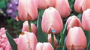 Тюльпан гибридный Оллиулес (tyulpan-olliules) ? обзор: как сажать, луковицы тюльпаны Оллиулес