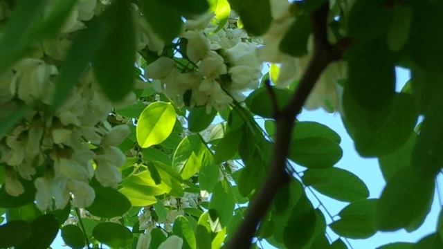 Медоносы. "Белая Акация" Робиния ложноакациевая. Пчела УС. Май 2019. Остатки сладки :) смотреть онлайн