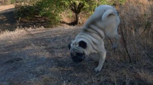 Прогулка с мопсом за городом.
