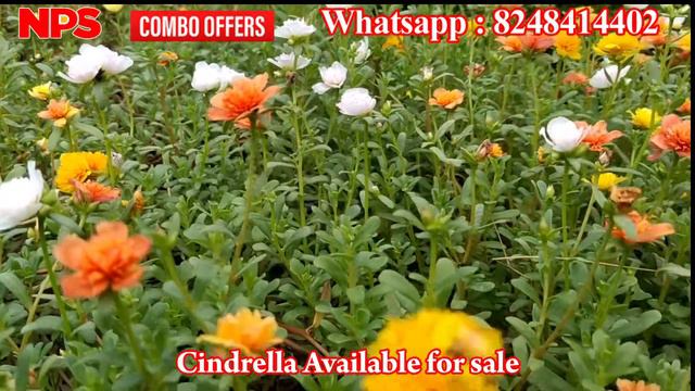Portulaca - Table rose - Moss Rose - Pathumani - Cindrella Online sale - Whatsapp : 8248414402 смотреть онлайн