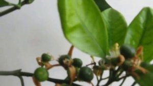 Выращивание мандарина Ковано Васе