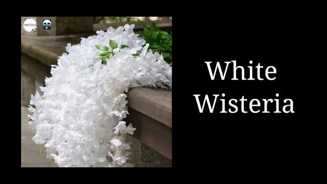 White color objects@jumjumkids988|Animals, flowers, foods, etc in White color for kids learning