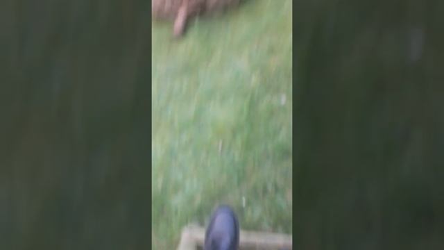 little swiftly pro fun adventure смотреть онлайн