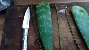 О лечебных свойствах алоэ. Рецепт от кашля алоэ-лимон-мёд.