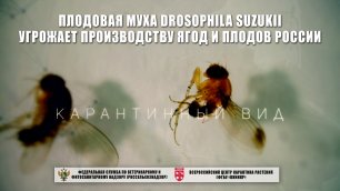 Плодовая муха Drosophila suzukii угрожает производству ягод и плодов России